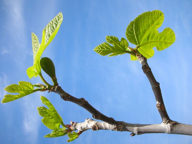 Figentræets mange anvendelser i madlavning og sundhed