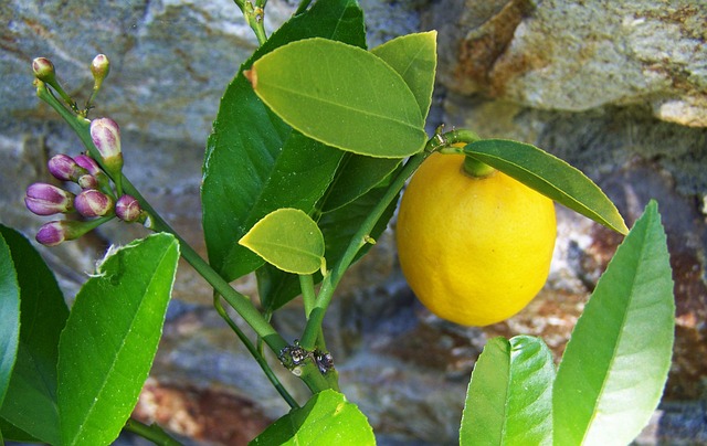 Citrontræets sundhed: Tips til at holde dit træ i topform