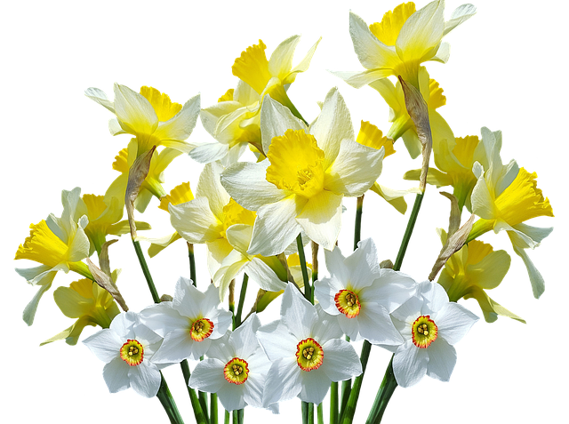 Fra løg til blomst: Guide til at plante og passe påskeliljer